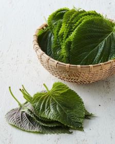 GREENFARM Sesamblätter 15 Blätter